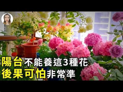 陽台種玫瑰風水|陽台植物風水指南：打造美觀旺運的陽台 